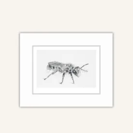 Leioproctus Matted Print A4